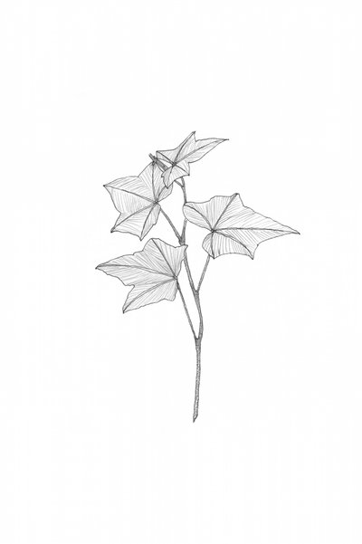 Botaniska teckningar av Danushka Abeygoda