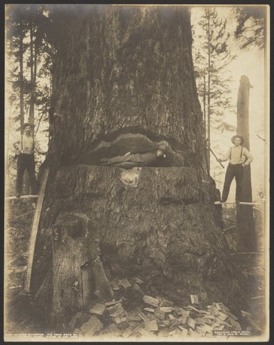 Gran med 17 meters diameter nära McMurray, Wash. av Darius Kinsey