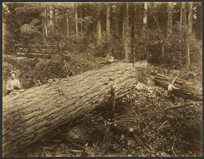 [Logging/ Timber Scene] av Darius Kinsey