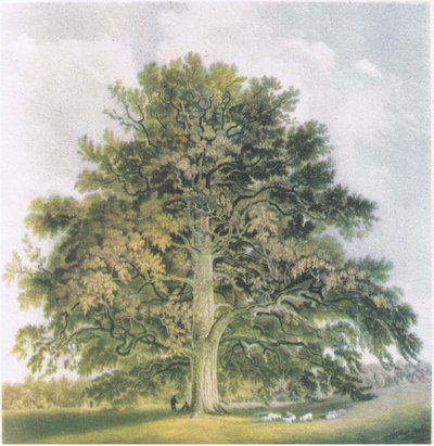 Pollard Willows, Nature in Britain publicerad av Collins, 1946 av David Cox