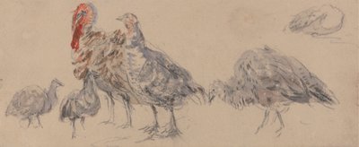 Studie av Turkiet av David Cox