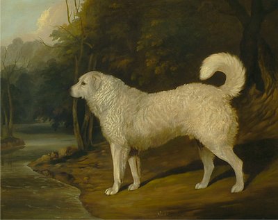 Porträtt av en hund, Ross av David Dalby of York