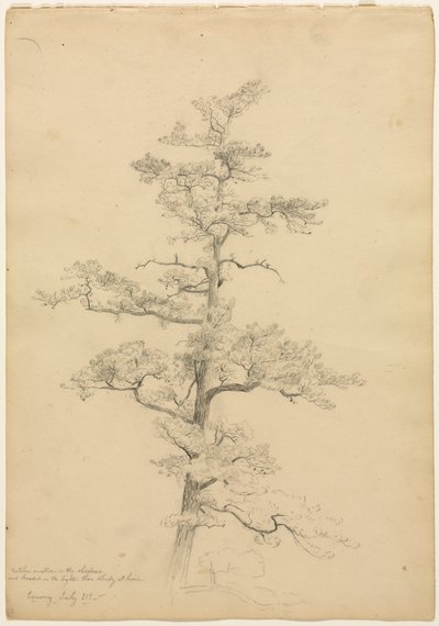 Pine Tree, Conway, New Hampshire recto, ca. 1851. av David Johnson