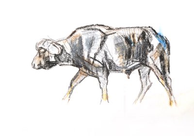 Afrikansk buffel, 2020 (krita och akvarell på papper) av David Mayer