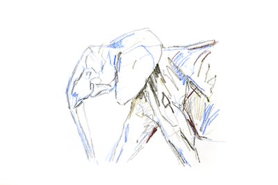 Afrikansk elefant, 2021 (krita på papper) av David Mayer