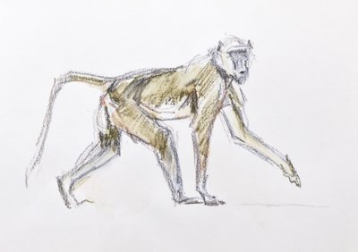 Babian, 2020 (akvarell och krita på papper) av David Mayer