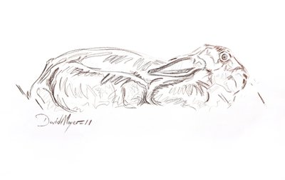 Brun hare liggande, 2012 (kontepastell på papper) av David Mayer