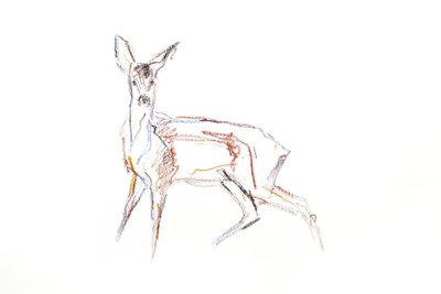 Roe Deer Young, 2021 (krita på papper) av David Mayer