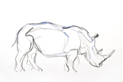 White Rhino, 2021 (krita och akvarell på papper) av David Mayer