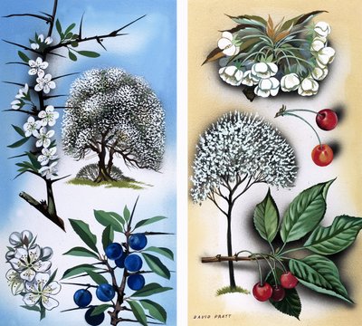 Alla sorters vilda fruktträd: Slån  vildkörsbär av David Pratt