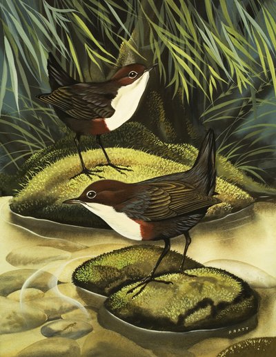Dipper, även känd som Water Ousel. av David Pratt