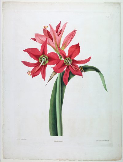 Amaryllis domstol av De Gouy