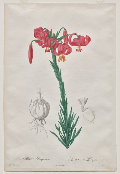 Lillium Pomponium (Turbanlilja), tallrik 7 från Les Liliacées av De Gouy