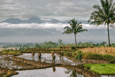 Java, Bandung. Bönder formar vallarna till sina risterrasser, Bandung, Java av Dean Conger