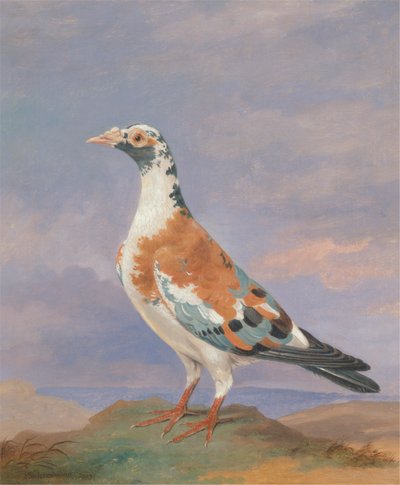 Studier av brevduva av Dean Wolstenholme