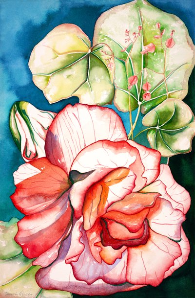 Begonia; 2006 (akvarell) av Deborah Eve Alastra