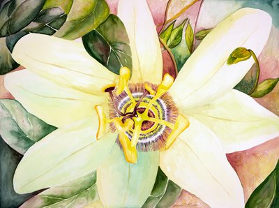 Passionsblomma, 2007 (akvarell) av Deborah Eve Alastra