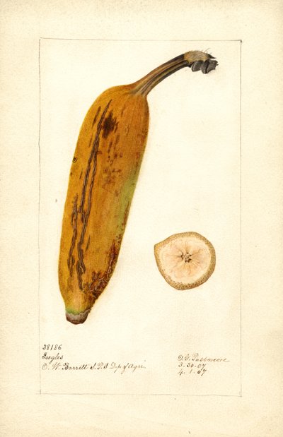 Banan (Musa: Ingles) (akvarell) av Deborah Griscom Passmore