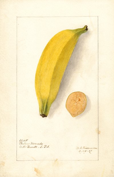 Bananer (Musa: Purple Banana) (akvarell) av Deborah Griscom Passmore