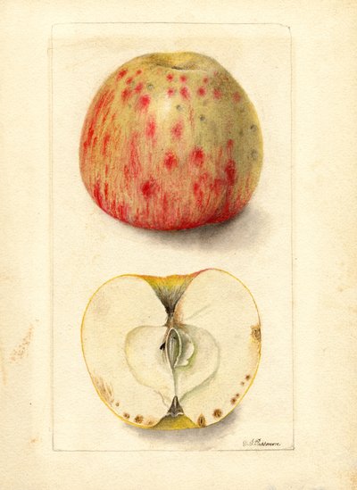 Bitter Pit-äpplen (Malus domestica) (akvarell) av Deborah Griscom Passmore