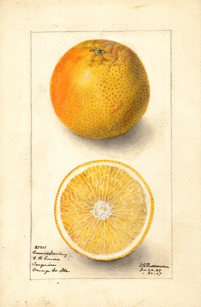 Conners Seedling Apelsiner (Citrus sinensis) (akvarell) av Deborah Griscom Passmore