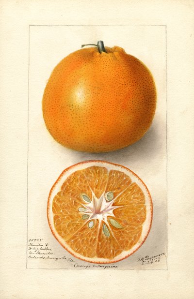 Apelsiner (Citrus sinensis: Thornton nr 5) (akvarell) av Deborah Griscom Passmore