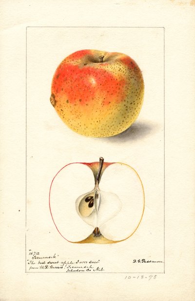 Tecumseh-äpplen (Malus domestica) (akvarell) av Deborah Griscom Passmore