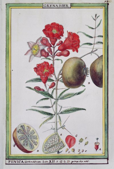 Granatäppleträd, från Florindie eller Historie physico-economic des vegetaux de la Torride, 1789 av Delahaye