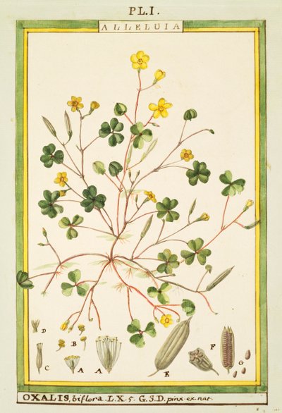 Bermuda smörblomma (Oxalis biflora eller pes-caprae), akvarell av Delahaye av Delahaye Delahaye