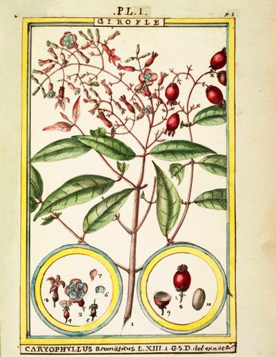 Kryddnejlika (Caryophyllus Aromaticus), akvarell av Delahaye av Delahaye Delahaye
