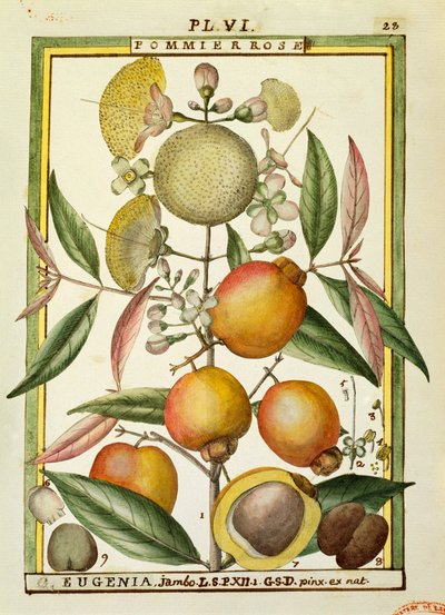 Malabar plommon eller rosäpple (Eugenia Jambos eller Syzygium Jambos), akvarell av Delahaye av Delahaye Delahaye