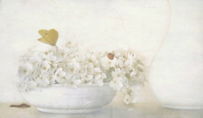 Fjäril på vita blommor av Delphine Devos