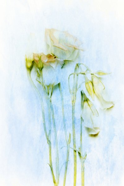 Ömtåliga, vissnande blommor av Delphine Devos