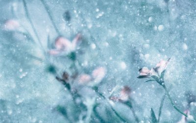Drömlika blå blommor av Delphine Devos