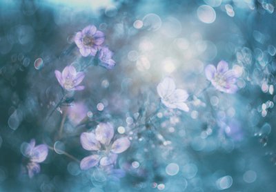 Drömlika blommor med bokeh-effekt av Delphine Devos