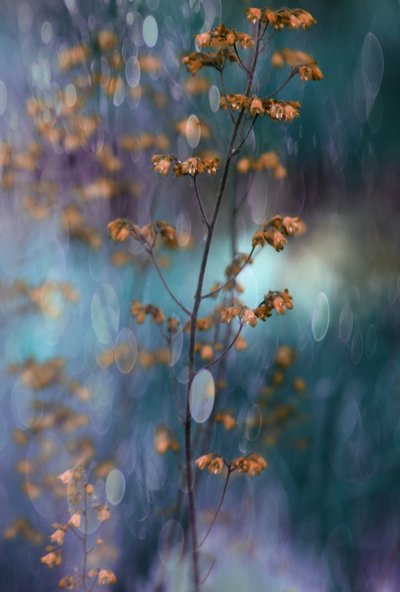 Drömmande botaniskt bokeh av Delphine Devos