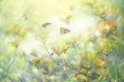 Drömlika fjärilsblommor av Delphine Devos