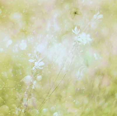 Drömlika pastellfärgade blommor av Delphine Devos