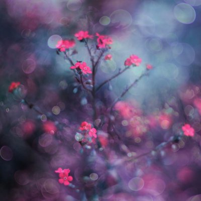 Drömlika rosa blommor av Delphine Devos