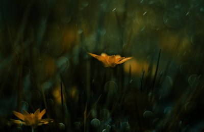 Drömlika gula blommor av Delphine Devos