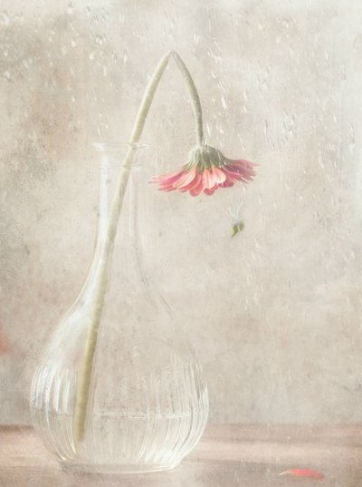 En bleknande rosa blomma av Delphine Devos