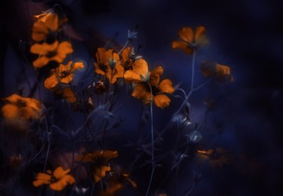 Lysande orange blommor av Delphine Devos