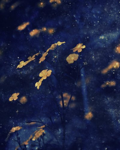 Golden Blossoms – Nattens himmel av Delphine Devos