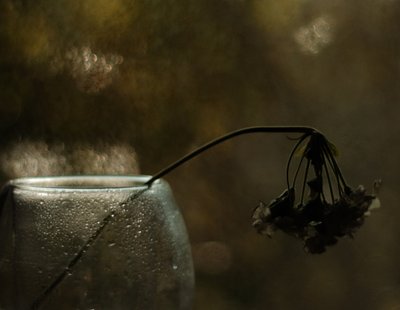 Melankolisk blomning av Delphine Devos