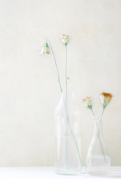 Blekblommor i glas av Delphine Devos