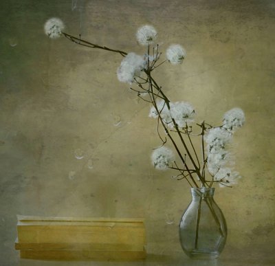Lugna, fluffiga blommor av Delphine Devos