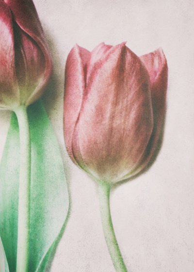Tulpaner i mjuka rosa nyanser av Delphine Devos