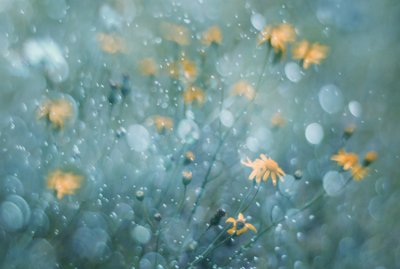Glittrande gula blommor av Delphine Devos
