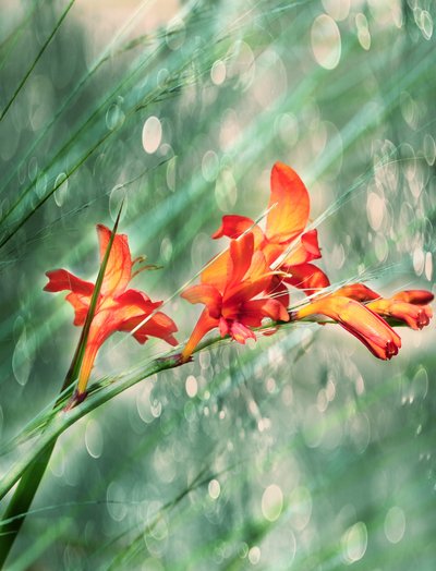 Ljusa orange blommor i trädgården av Delphine Devos