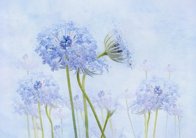 Eteriska blå blommor av Denis O Reilly
